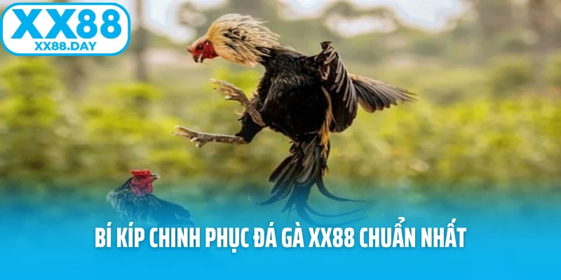 Bí kíp chinh phục đá gà XX88 chuẩn nhất