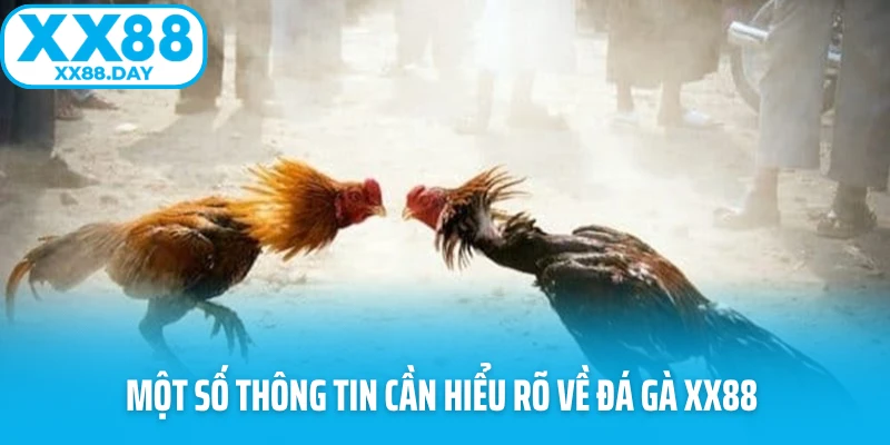 Một số thông tin cần hiểu rõ về đá gà XX88 